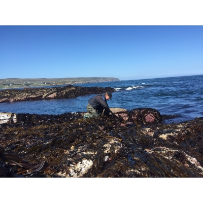 Kombu (Kelp)