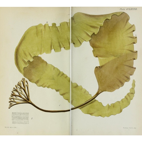 Słodkie płatki kombu (kelp cukrowy) z dzikich zbiorów