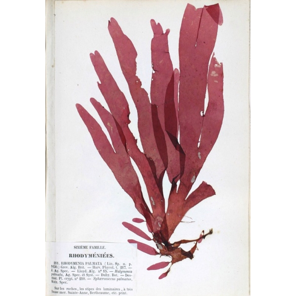 Dulse-Pulver aus Wildernte