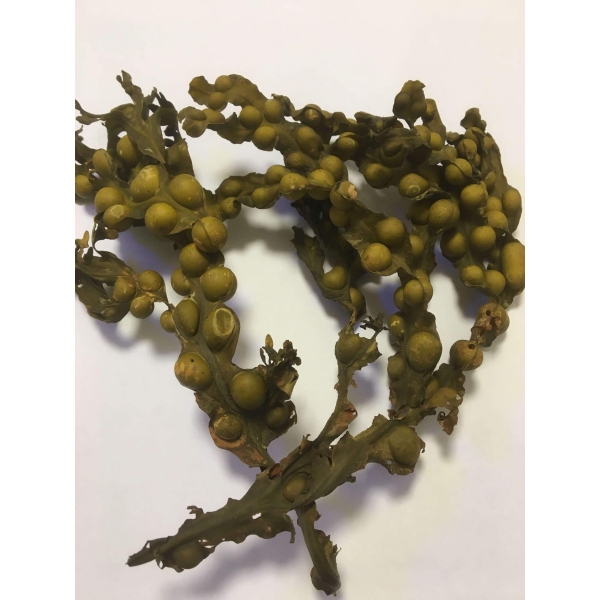 Bladderwrack flakes - wild harvested