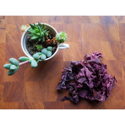 Dulse aus Wildernte
