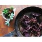 Dulse from Wilderness