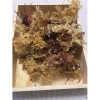 Carrageen (Irisch Moos bzw. Knorpeltang) aus Wildernte