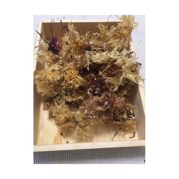 Carrageen (Irish Moss) - dziko zbierany w Irlandii