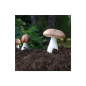 Tobolky mandlové houby (ABM - Agaricus blazei Murril).