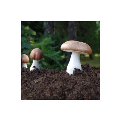 Mandelpilz (ABM - Agaricus blazei Murril) Kapseln