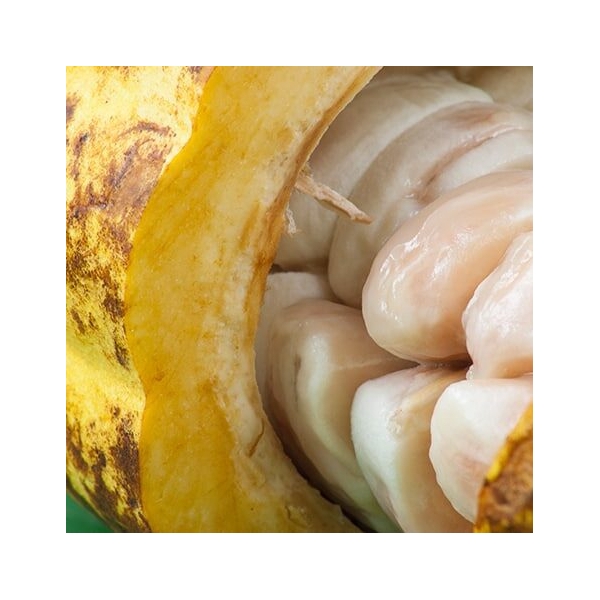 Granos de cacao (crudos) con pulpa de goodmoodfood